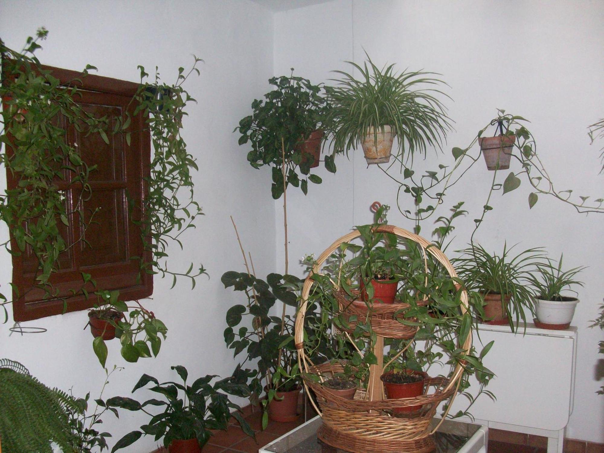 Hostal Moraima Capileira Εξωτερικό φωτογραφία